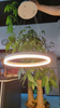 Circle Hanging Decorative Light Fixture LL0203S