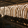 Architectural lighting manufacturers ring lighting factory LL0113S-40W